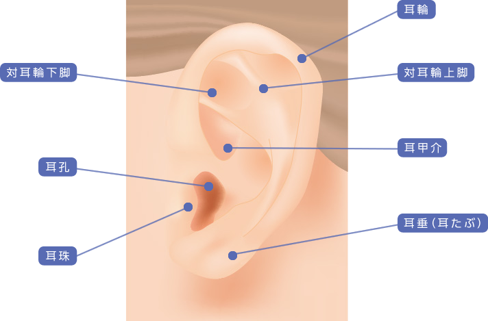 耳や、耳たぶ（耳垂）の形でお悩みの方|福岡ブリスクリニック