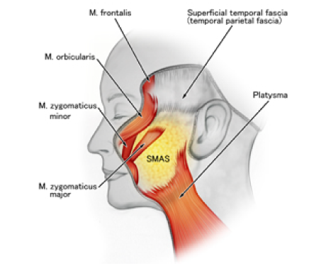 SMAS(表在性筋膜群) 図解
