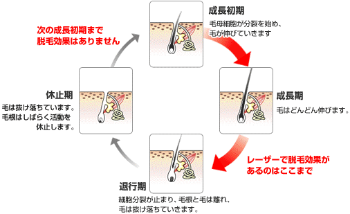 福岡・脱毛ブリスクリニック・毛周期の図