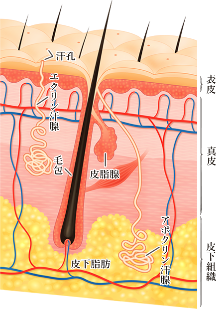 ワキガ 腋臭症 の治療 ニオイの診断と手術 日本医科大学武蔵小杉病院